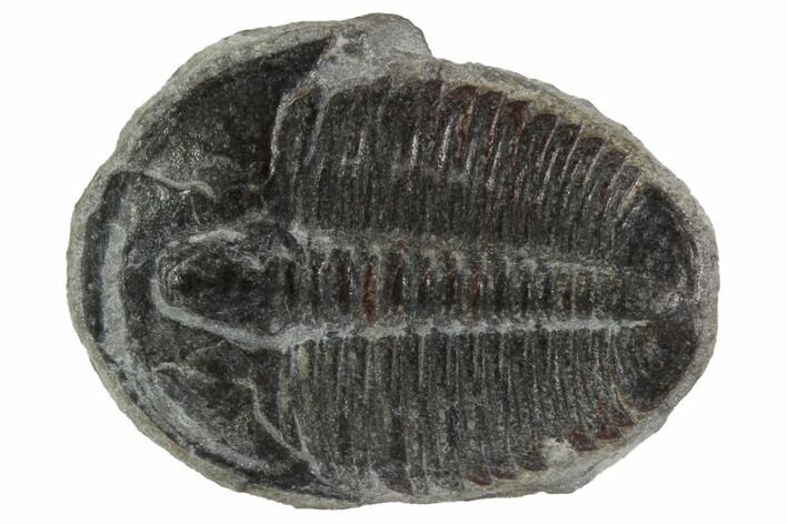 Elrathia Trilobite Fossil - Utah #97043